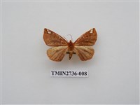 藏品(尺蛾292)的圖片